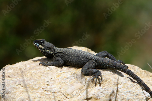 The lizard sits on a stone in a city park by the sea.