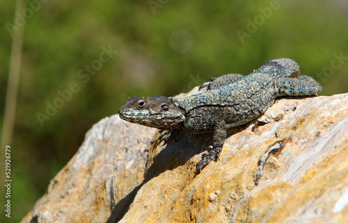 The lizard sits on a stone in a city park by the sea.