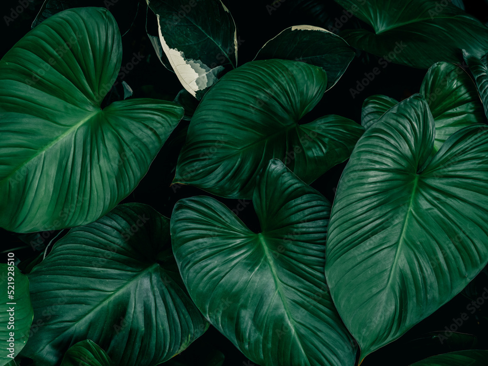Large foliage of tropical leaves with dark green texture,  nature background.