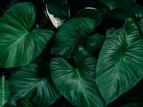 Large foliage of tropical leaves with dark green texture   nature background.