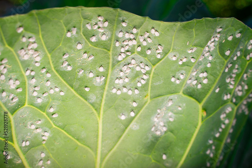 A leaf of a growing white cabbage is infested with whiteflies close-up against a blurred background. Insect pest Aleyrodoidea eating plants on farmland photo