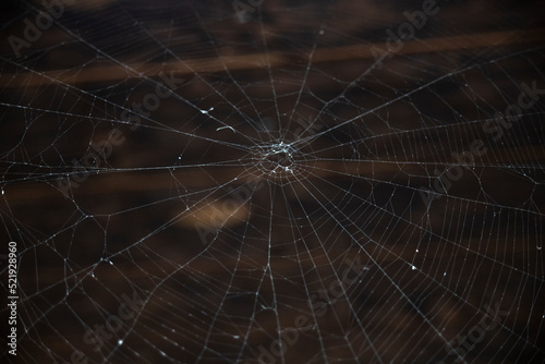 spider web on brown background