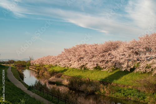 京都・桂川沿いの桜並木