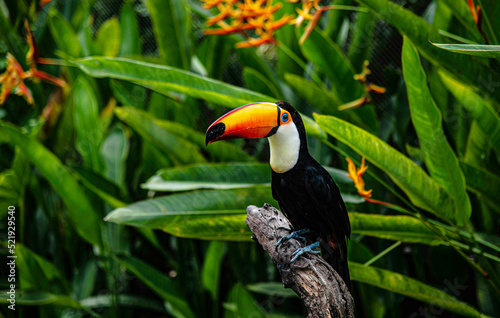 Toco toucan, also known as toucan shows in the zoo at Suan Phueng District, Thailand