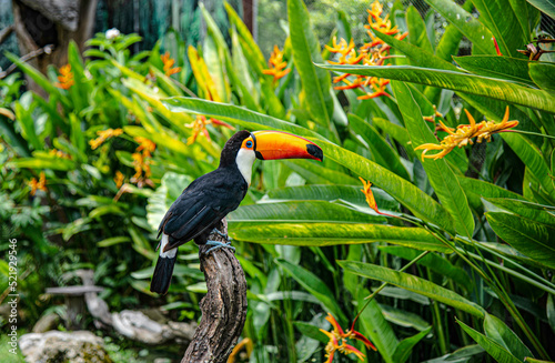 Toco toucan, also known as toucan shows in the zoo at Suan Phueng District, Thailand © Chay