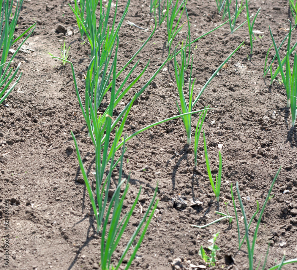onions in the field onions in the field