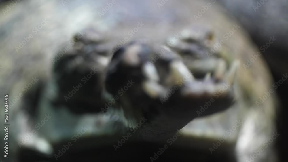 Narrow Skewed Snout And Sharp Teeth Of Gharial Crocodile Looking At Camera. - rack focus Narrow Skewed Snout And Sharp Teeth Of Gharial Crocodile Looking At Camera. - rack focus
