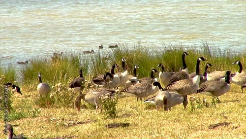 grey lag and Canada geese on the banks of Eyebrook reservoir photo