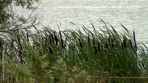 Bulrushes swaying in the breeze on the bank of Eyebrook reservoir in England,UK. photo