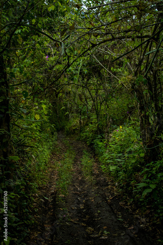 Path between trees © Jose Pisfil