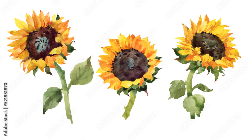Naklejka premium Yellow sunflower set. Hand drawn watercolor botanical illustration