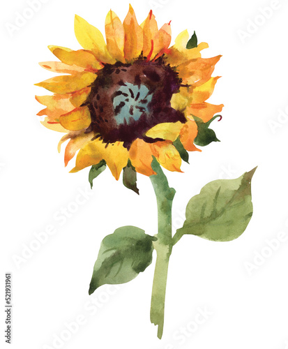 Yellow sunflower. Hand drawn watercolor botanical illustration