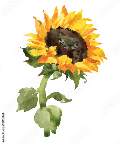 Yellow sunflower. Hand drawn watercolor botanical illustration