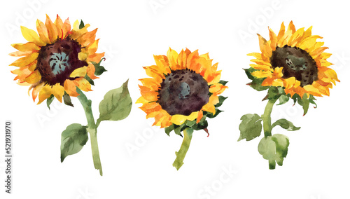 Yellow sunflower set. Hand drawn watercolor botanical illustration