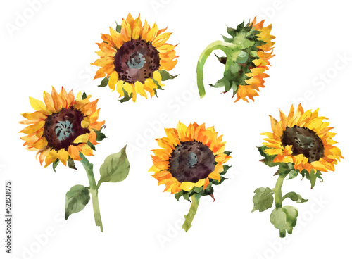 Yellow sunflower. Hand drawn watercolor botanical illustration