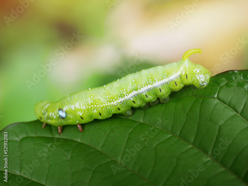 Big green caterpillars. On the leaves, the pests eat and damage.