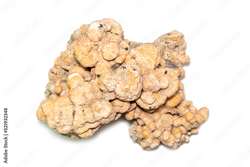 Image of coral cubes on a white background. Undersea Animals. Image of coral cubes on a white background. Undersea Animals.