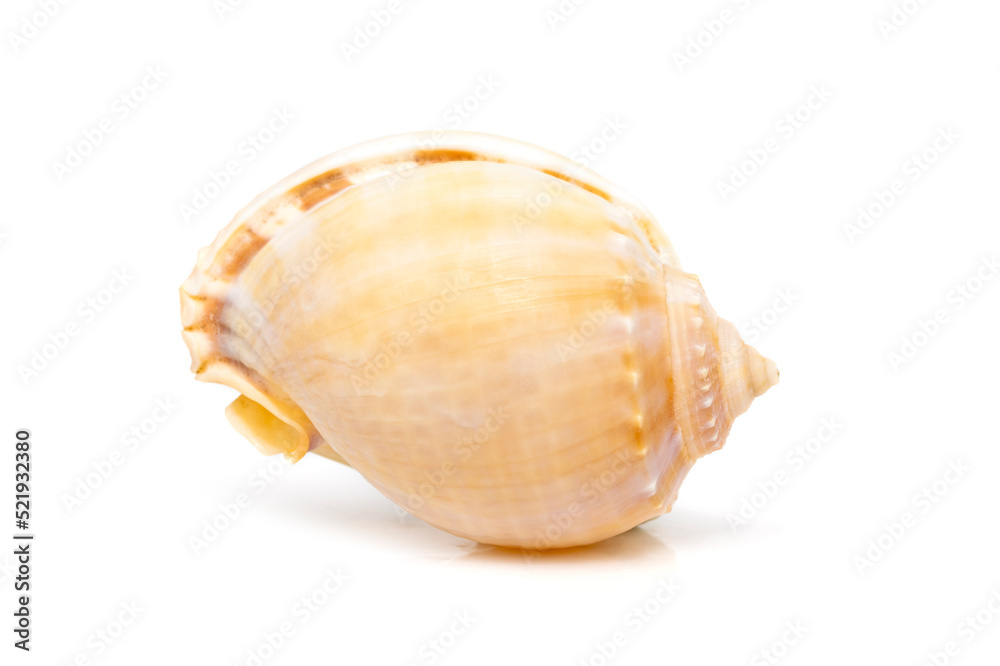 Image of grey bonnet (Phalium glaucum) seashells on a white background. Undersea Animals. Sea Shells. Image of grey bonnet (Phalium glaucum) seashells on a white background. Undersea Animals. Sea Shells.