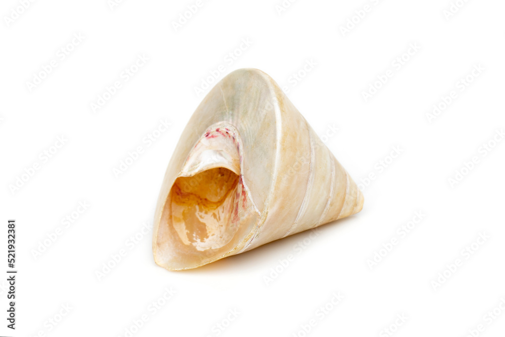 Image of pearl trochus seashells on a white background. Undersea Animals. Sea Shells. Image of pearl trochus seashells on a white background. Undersea Animals. Sea Shells.