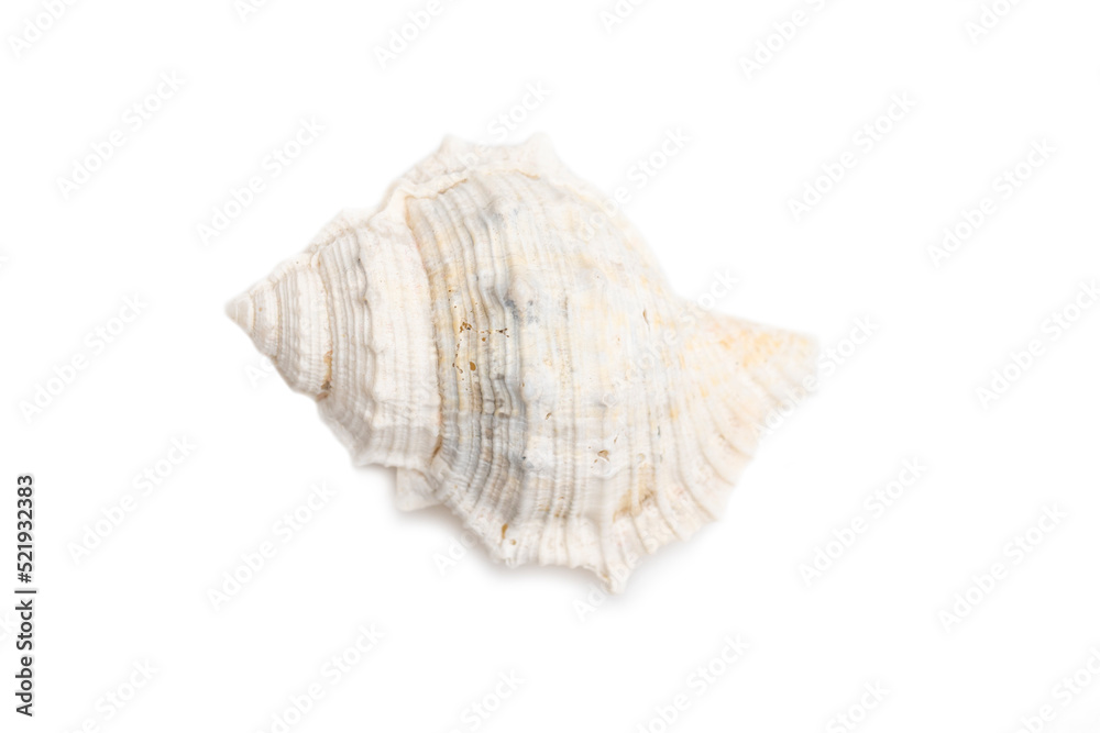 Image of white conch seashells on a white background. Undersea Animals. Sea Shells. Image of white conch seashells on a white background. Undersea Animals. Sea Shells.