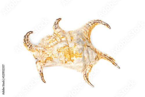 Image of Lambis chiragra, Harpago chiragra on a white background. Undersea Animals. Sea shells. photo