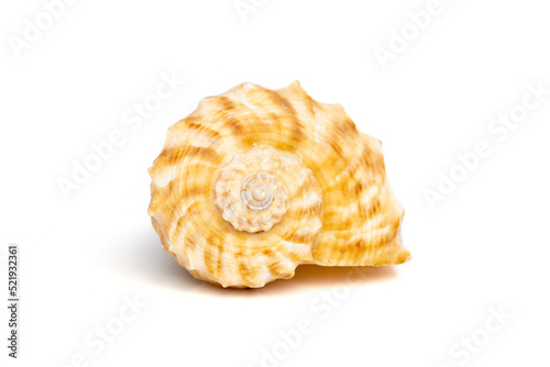 Image of seashell rapana rapiformis on a white background. Undersea Animals. Sea shells. photo