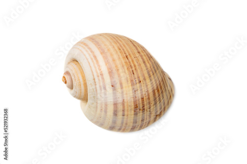 Image of large empty ocean snail shell on a white background. Undersea Animals. Sea shells.