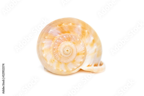 Image of grey bonnet (Phalium glaucum) seashells on a white background. Undersea Animals. Sea Shells. photo