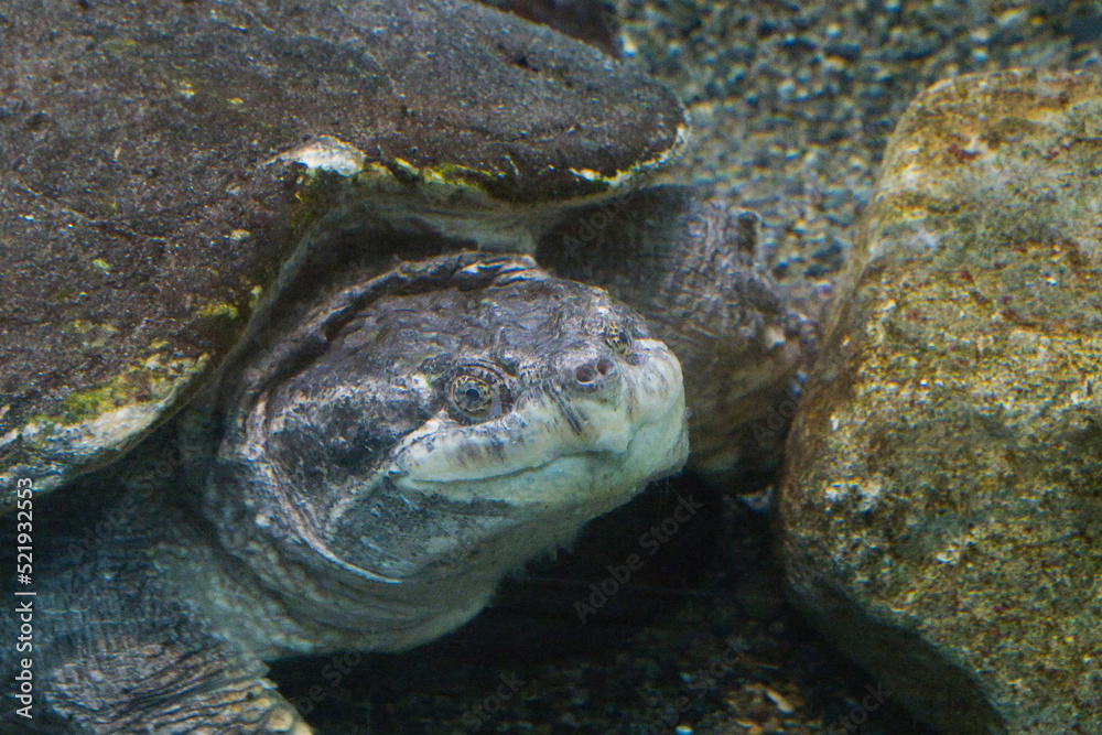 Obraz premium snapping turtle