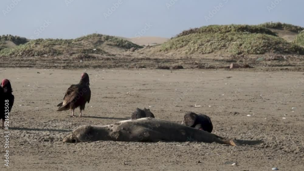 The image shows a group of birds of the red-headed vulture species eating the remains of a sea lion. The image shows a group of birds of the red-headed vulture species eating the remains of a sea lion.