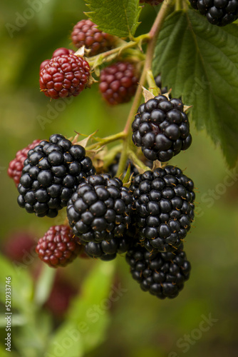 Blackberry on a branch. Selective focus.