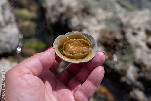 Edible sea water molluscs Patella caerulea, species of limpet in family Patellidae