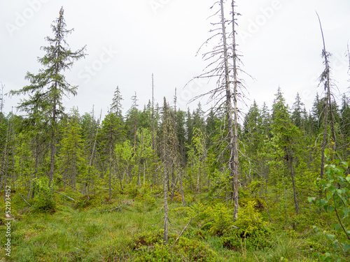 The Rudyak bog, Vorokhta, Carpathian National Nature Park, with area of 100 hectares, is one of the most interesting and valuable in the Carpathians. Depressed spruce V boniteta. Windy leaning trees