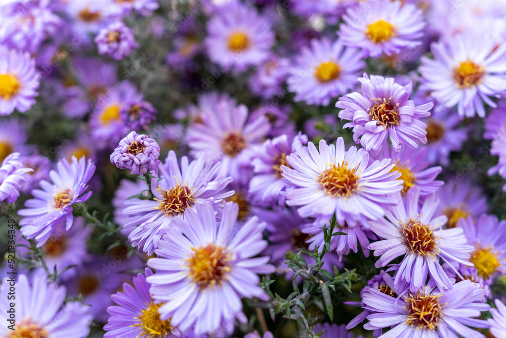 Fototapeta premium Many fragrant aster flowers close-up. Background with purple flowers