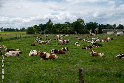Herd of cows resting on green grass pasture, milk and cheese production in Normandy, France