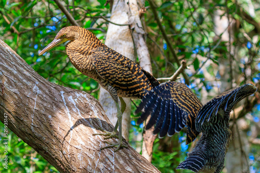 Obraz premium bird in a tree