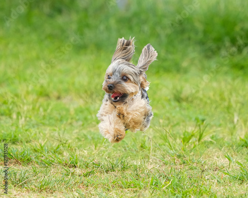 飛行犬