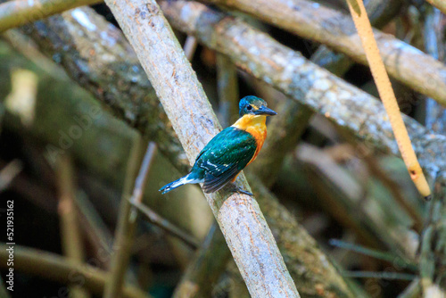 kingfisher on a branch