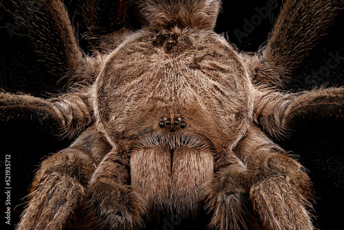Australian Tarantula Also Known As A Whistling Spider