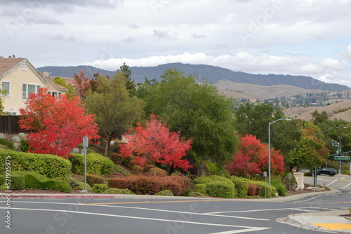 A bright red Japanese Maple in October, San Ramon, California