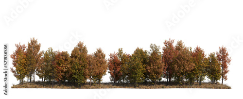 Grass & Forest In the fall with a white background and clipping path.