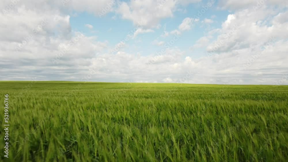 Slow tracking aerial shot over wheat field on a windy day in Rocky View County Alberta Canada.
Slow tracking aerial shot over wheat field on a windy day in Rocky View County Alberta Canada.