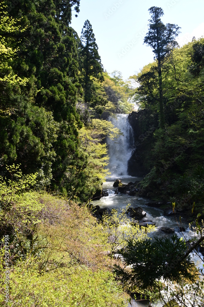 奈曽の白滝