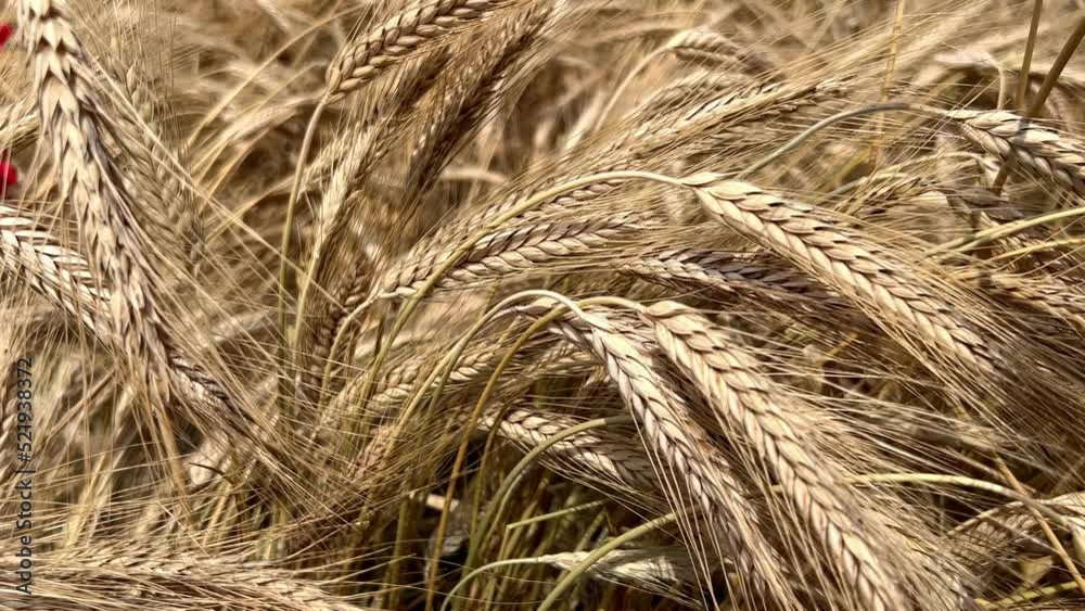 Wheat field, ears of wheat swaying from gentle wind, selective focus. Golden ears slowly swaying in wind close-up at summer day. Large harvest of wheat. Food concept, ingredients, World Food Day Wheat field, ears of wheat swaying from gentle wind, selective focus. Golden ears slowly swaying in wind close-up at summer day. Large harvest of wheat. Food concept, ingredients, World Food Day