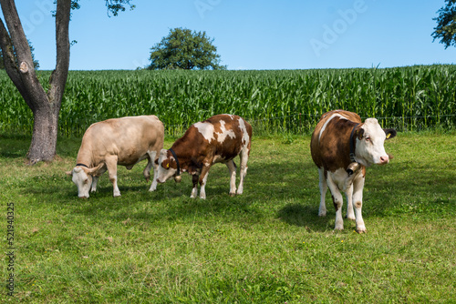Three cows outdoors on the meadow in Austria © Radim Glajc