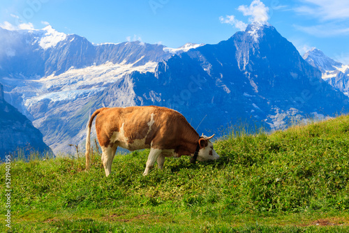 Cow grazing on an alpine meadow on First Mountain high above Grindelwald, Switzerland
