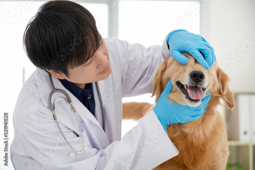   Asian male veterinarian examining dog tooth at vet clinic