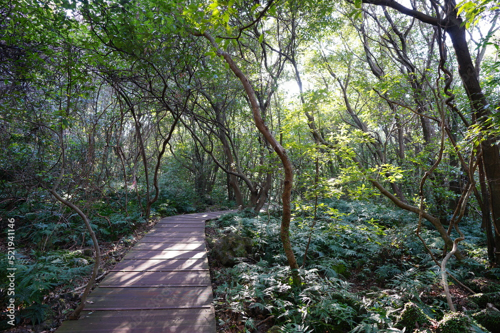 forest walkway in the gleaming sunlight forest walkway in the gleaming sunlight