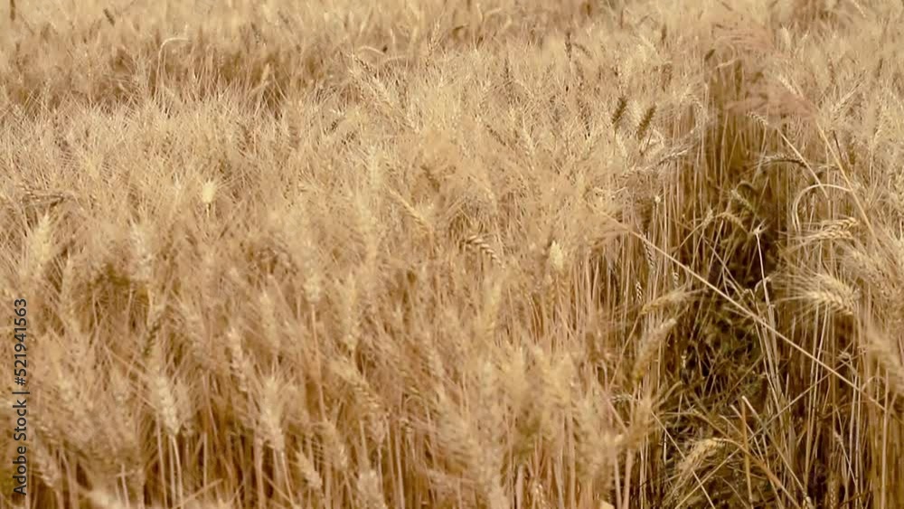 wheat field ready to be harvested with golden sunlight stock footage wheat field ready to be harvested with golden sunlight stock footage