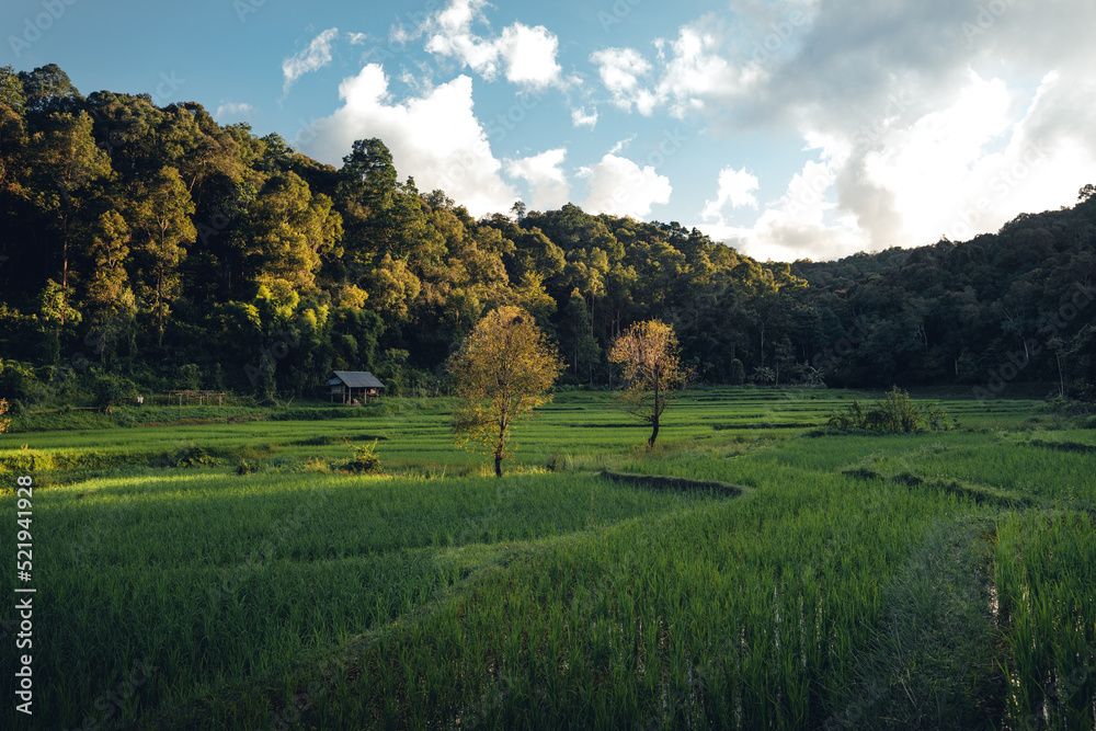 Fototapeta premium Green rice fild with evening light
